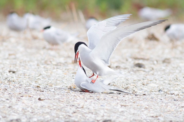 Mating common terns